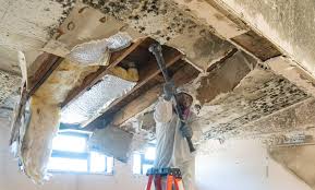 Asbestos and Lead Testing During Mold Inspection in Havre De Grace, MD